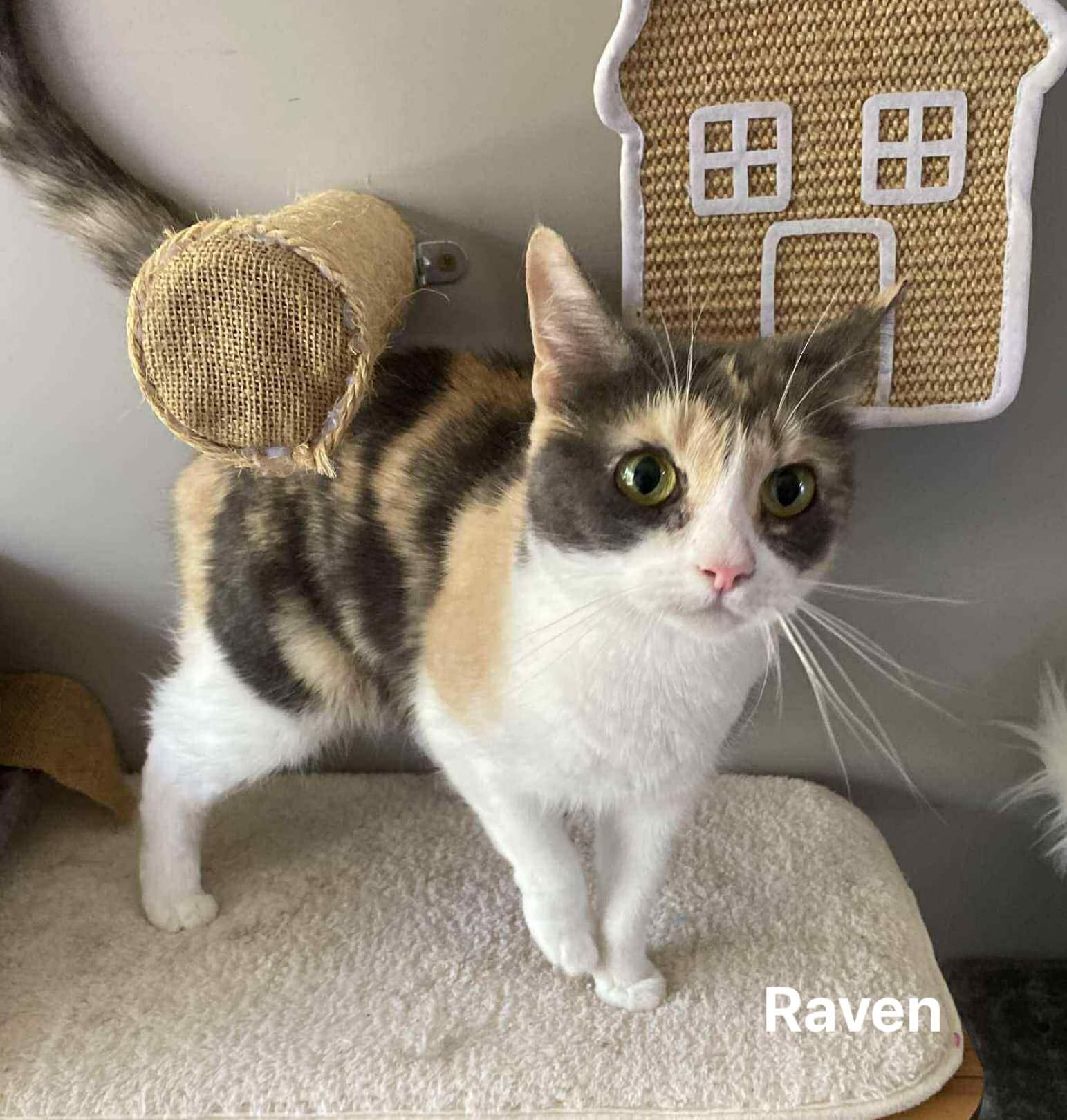 Raven Raven